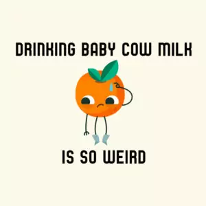 Drinking Baby Cow Milk Is So Weird